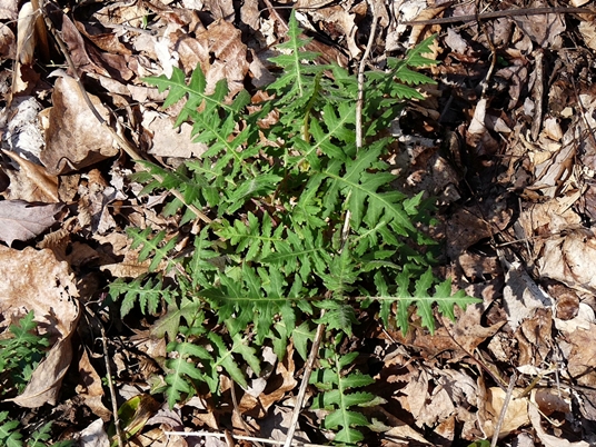 {Polymnia canadensis}